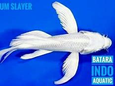 Gambar Ikan Koi Platinum Slayer