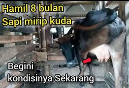 Sapi Kalau Hamil Berapa Bulan